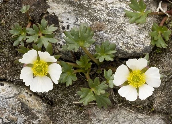 Glacier crowfoot (Ranunculus glacialis), in flower, in the high mountains of Norway