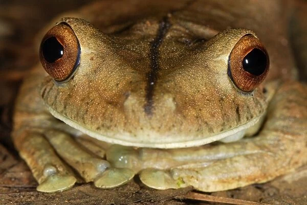 Gladiator Frog San Cipriano Reserve, Cauca, Colombia