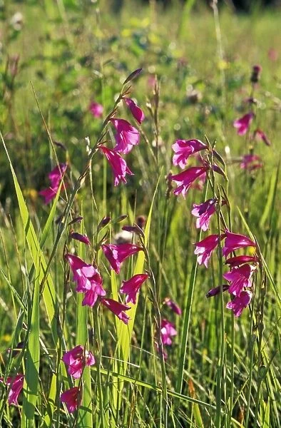Gladiola. WAT-3037. Gladiola palustris - in flower