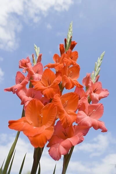 Gladioli Flowers - Red against blue sky Norfolk UK