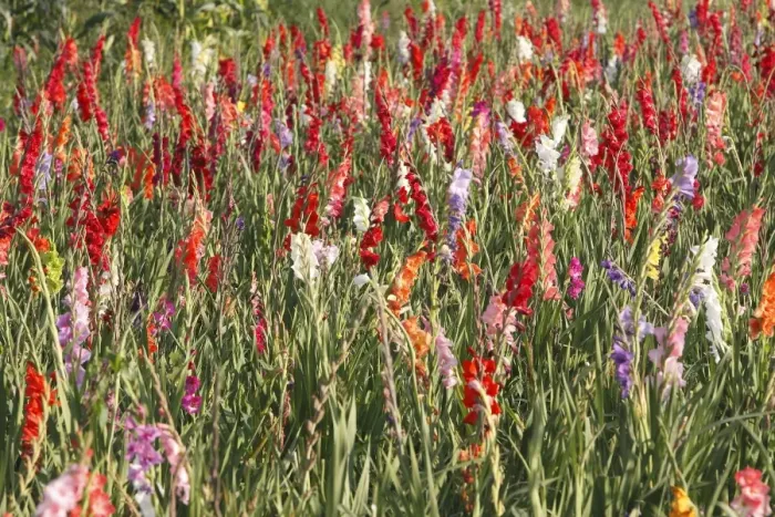 Framed Print : Gladiolus - mass in field - cultivated. Alsasce - France Framed Print : Gladiolus - mass in field - cultivated. Alsasce - France