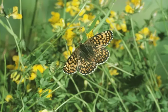Framed Print : Glanville Fritillary Butterfly Framed Print : Glanville Fritillary Butterfly