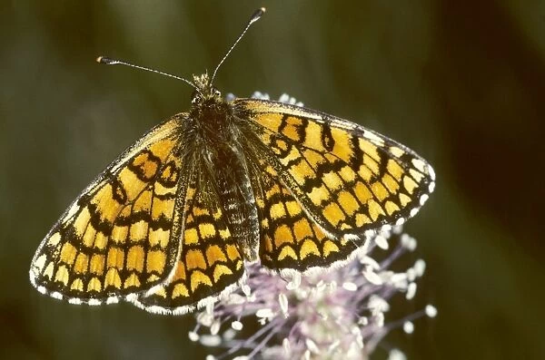 Glanville Fritillary Butterfly - France