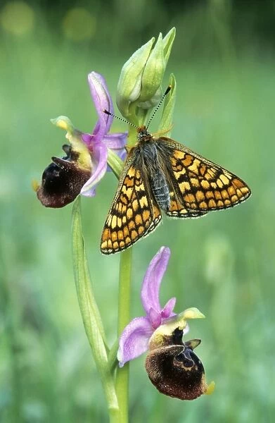 Glanville Fritillary Butterfly - Late spider-orchid (Ophrys holoser) - France