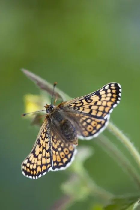 Framed Print : Glanville Fritillary Butterfly - UK Framed Print : Glanville Fritillary Butterfly - UK