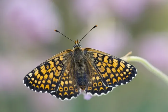 Framed Print : Glanville Fritillary Butterfly - UK Framed Print : Glanville Fritillary Butterfly - UK