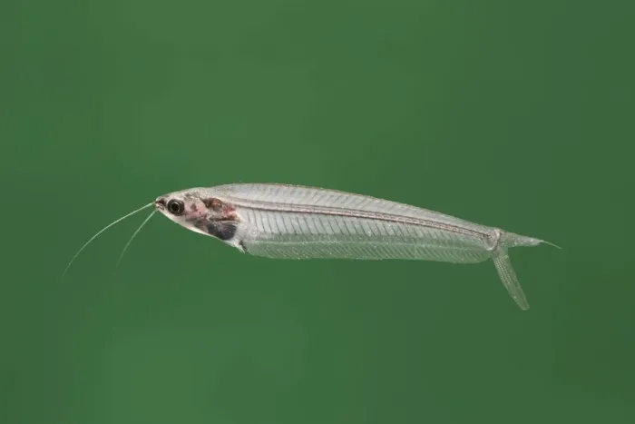 Framed Print : Glass catfish – side view green background tropical freshwater Africa 002059 Framed Print : Glass catfish – side view green background tropical freshwater Africa 002059