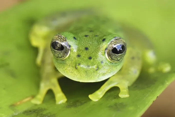 Framed Print : Glass Frog Colombia Framed Print : Glass Frog Colombia