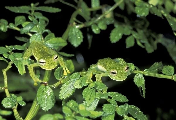 Glass Frog - Manu National Park - 1800m - Peru