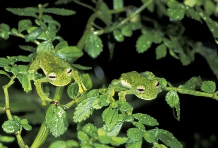 Framed Print : Glass Frog - Manu National Park - 1800m - Peru