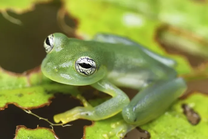 Framed Print : Glass Frog San Cipriano Reserve, Cauca, Colombia Framed Print : Glass Frog San Cipriano Reserve, Cauca, Colombia