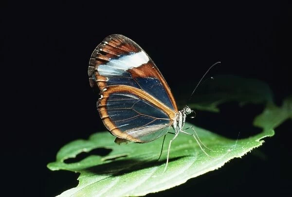Glass Wing Butterfly HDD 604 Costa Rica © Hans D. Dossenbach  /  ardea. com