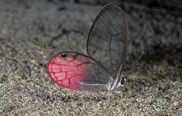 Framed Glasswing Butterfly Cithaerias aurorina matt 