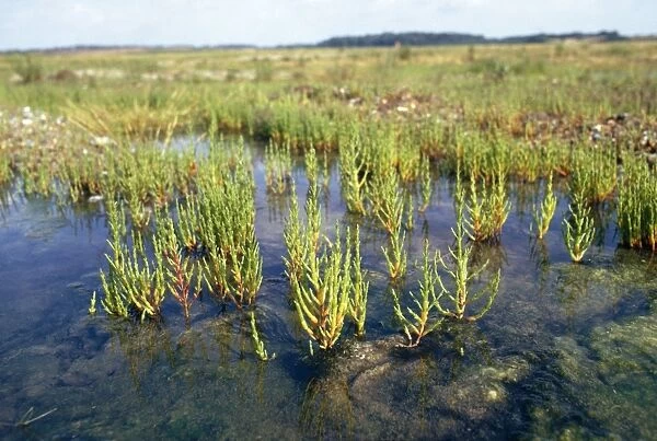Glasswort - growing in silty mudflats