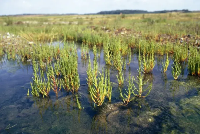Framed Print : Glasswort - growing in silty mudflats Framed Print : Glasswort - growing in silty mudflats