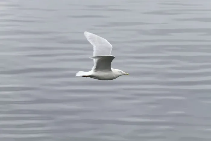 Framed Print : Glaucous Gull - Adult - Flight - UK Framed Print : Glaucous Gull - Adult - Flight - UK