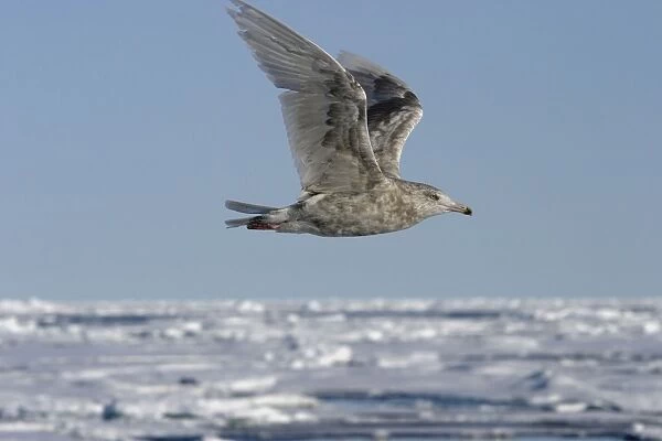 Glaucous Gull - in flight North Spitzbergen. Svalbard