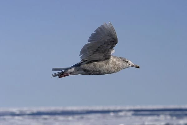 Glaucous Gull in flight North Spitzbergen. Svalbard