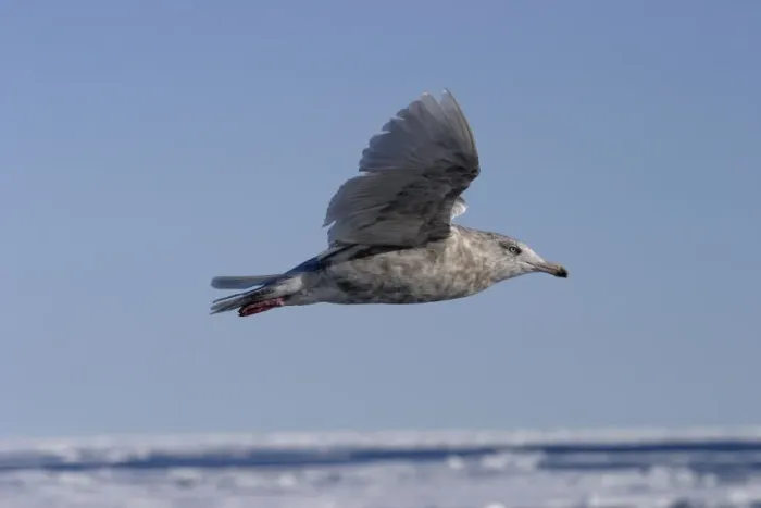 Framed Print : Glaucous Gull in flight North Spitzbergen. Svalbard Framed Print : Glaucous Gull in flight North Spitzbergen. Svalbard