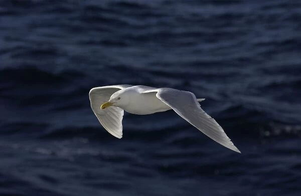 Glaucous Gull In flight Spitzbergen