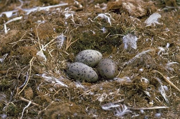 Glaucous Gull - nest with eggs - Victoria Island Canada