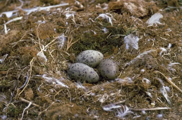 Framed Print : Glaucous Gull - nest with eggs - Victoria Island Canada Framed Print : Glaucous Gull - nest with eggs - Victoria Island Canada