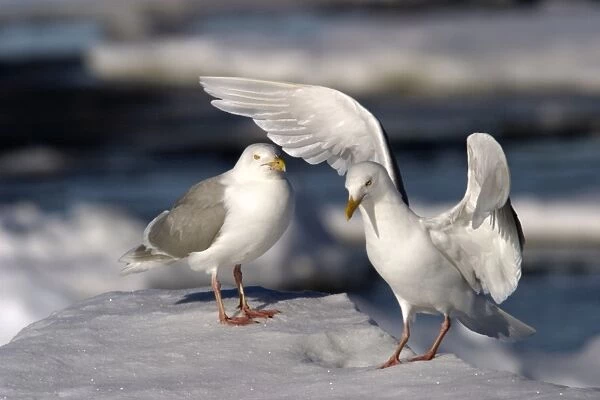 Glaucous Gulls - stretching wings North Spitzbergen. Svalbard