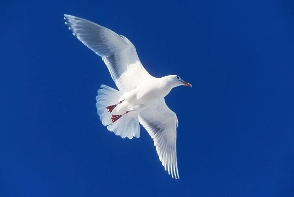Glaucous-winged Gull In flight
