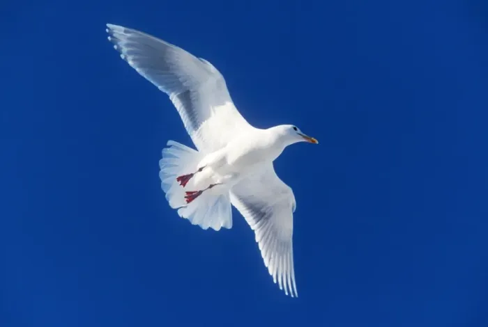 Framed Print : Glaucous-winged Gull In flight Framed Print : Glaucous-winged Gull In flight