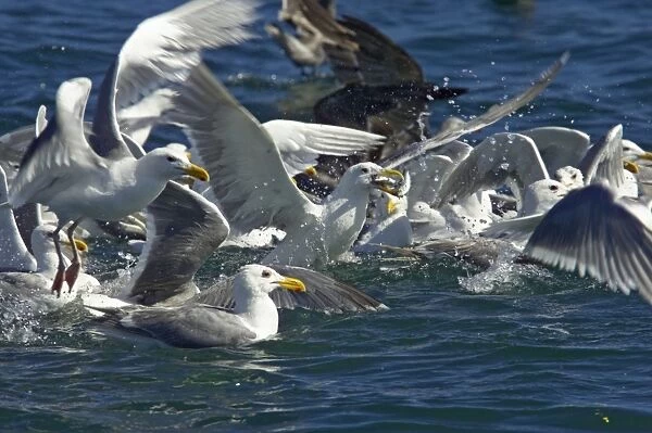 Glaucous Winged Gull & Heermann's Gull (Larus heermannii) - feeding on bait ball near surface Strait of Juan de Fuca, Washington State, USA BI003441