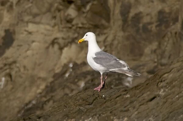 Glaucous Winged Gull - Olympic National Park, Washington State, USA BI003433