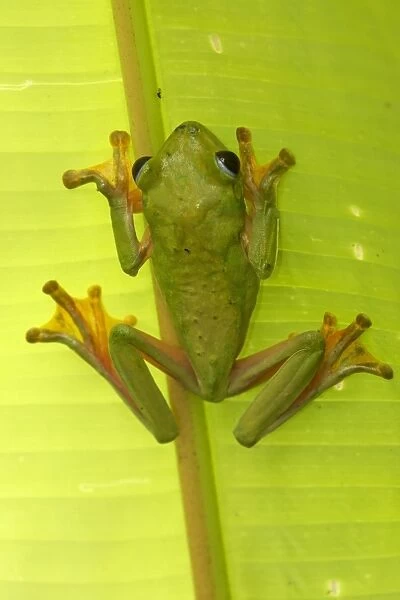 Gliding Leaf Frog - Costa Rica