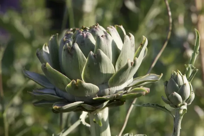 Framed Print : Globe Artichoke Framed Print : Globe Artichoke