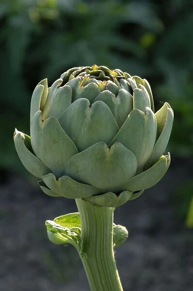 Globe artichoke - discovered artichokes growing commercially in La Vendee area of France for the first time. It seems they are grown not just for culinary purposes, but the herb detoxifies and regenerates liver tissue