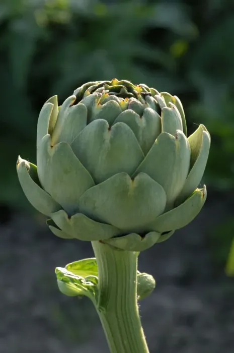 Framed Print : Globe artichoke - discovered artichokes growing commercially in La Vendee area of France for the first time. It seems they are grown not just for culinary purposes, but the herb detoxifies and regenerates liver tissue Framed Print : Globe artichoke - discovered artichokes growing commercially in La Vendee area of France for the first time. It seems they are grown not just for culinary purposes, but the herb detoxifies and regenerates liver tissue