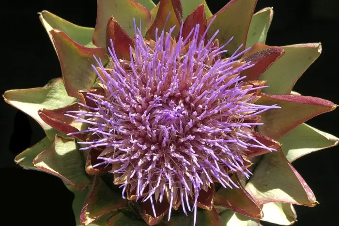 Framed Print : Globe Artichoke - Flower. Vaucluse, France. Family Asteraceae Framed Print : Globe Artichoke - Flower. Vaucluse, France. Family Asteraceae
