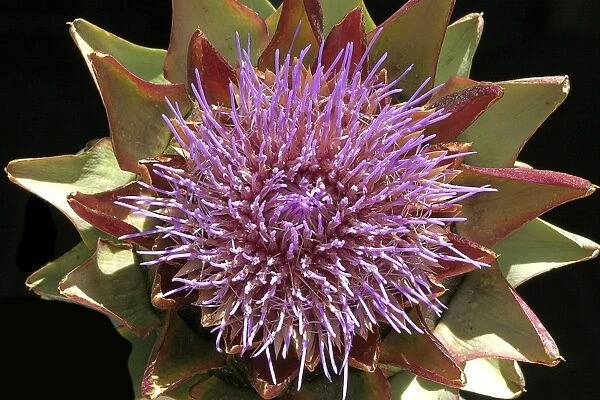 Globe Artichoke - Flower. Vaucluse, France. Family Asteraceae