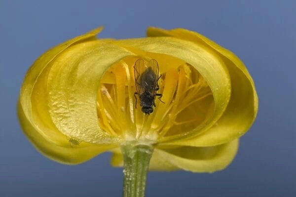 Globe flower - The Chiastocheta fly is inside the flower and will fertilize it. Europe