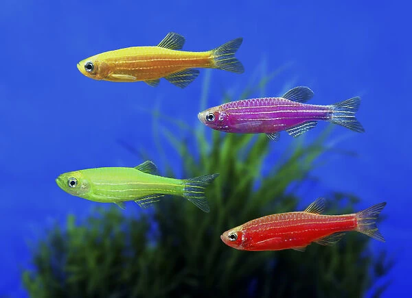 GloFish Zebrafish, Danio rerio, in diverse color