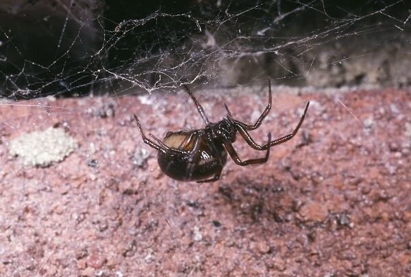 Glossy Black Spider - common around houses UK