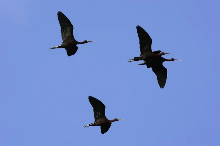 Framed Print : Glossy Ibis Framed Print : Glossy Ibis