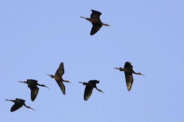 Glossy Ibis - in flight. Coro Peninsula - Venezuela