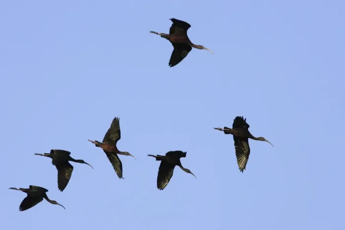 Framed Print : Glossy Ibis - in flight. Coro Peninsula - Venezuela
