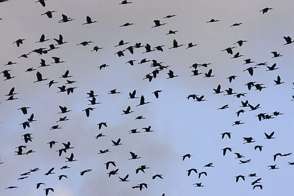 Glossy Ibis - flock in flight. Coro Peninsula - Venezuela