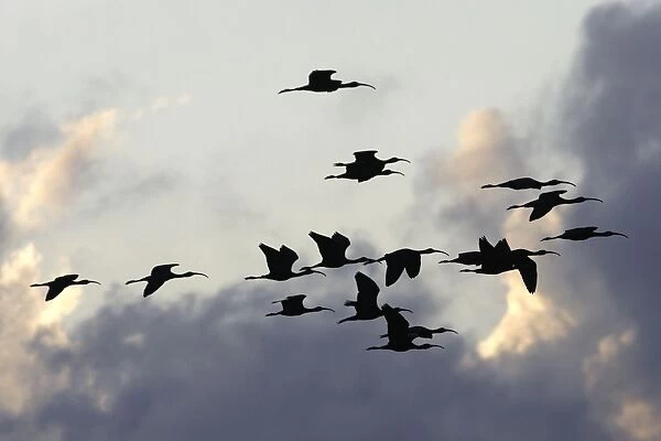 Glossy Ibis - flock in flight. Coro Peninsula - Venezuela