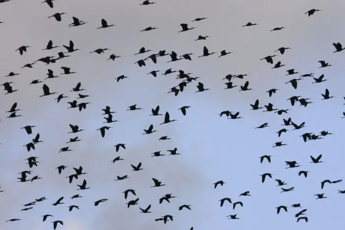 Framed Print : Glossy Ibis - flock in flight. Coro Peninsula - Venezuela Framed Print : Glossy Ibis - flock in flight. Coro Peninsula - Venezuela