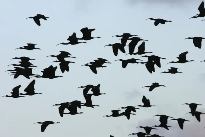 Framed Print : Glossy Ibis - flock in flight. Coro Peninsula - Venezuela Framed Print : Glossy Ibis - flock in flight. Coro Peninsula - Venezuela