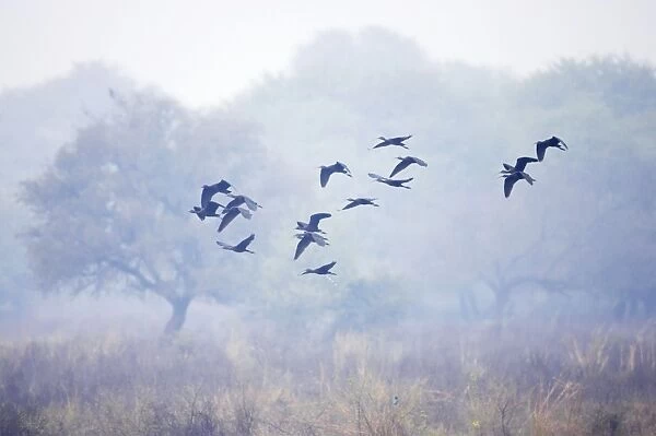 Glossy Ibis - flock in flight - Keoladeo Ghana National Park - Bharatpur - Rajasthan - India BI018075