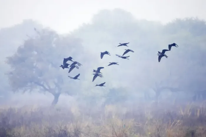 Framed Print : Glossy Ibis - flock in flight - Keoladeo Ghana National Park - Bharatpur - Rajasthan - India BI018075 Framed Print : Glossy Ibis - flock in flight - Keoladeo Ghana National Park - Bharatpur - Rajasthan - India BI018075