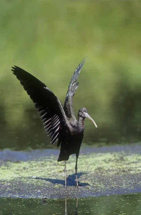 Framed Print : Glossy Ibis - juvenile displaying Framed Print : Glossy Ibis - juvenile displaying